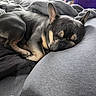 Rocky joined the competition — help win amazing prizes! dog, french_bulldog, sleeping, bed, blanket, pillow, indoor, resting, pet, cozy, fur, animal, cute, relaxed, snout, ears, paw, black, grey, comfort