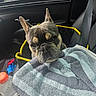 Rocky is registered to the contest to win money with this photo: black, blanket, car_door, car_interior, companion, cozy, curious, dog, drink_bottle, french_bulldog, gray, indoor, pet, pet_bed, seatbelt, side_mirror, striped, travel, window, yellow