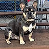 Rocky joined the competition — help win amazing prizes! alert, animal, bench, canine, collar, companion, cute, dog, domestic_animal, ears, fence, french_bulldog, fur, leash, mammal, outdoor, paw, pet, portrait, sitting
