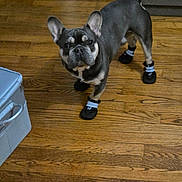 Rocky joined the competition — help win amazing prizes! french_bulldog, dog, pet, booties, footwear, wooden_floor, indoor, animal, curious, standing, canine, paw_protection, black_and_white, looking_up, domestic, household, cute, small_dog, fur, ears