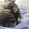 Rocky is registered to the contest to win money with this photo: dog, sleeping, close_up, fur, nose, whiskers, cozy, blanket, striped, rest, relaxation, pet, animal, snout, cute, peaceful, indoors, soft, muzzle, calm