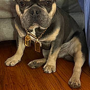 Rocky is registered to the contest to win money with this photo: animal, brown_fur, chain, close_up, companion, couch, cute, dog, domestic_animal, ears_up, flooring, french_bulldog, furniture, gold_tags, indoor, pet, portrait, short_hair, sitting, wood_floor