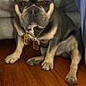 animal, brown_fur, chain, close_up, companion, couch, cute, dog, domestic_animal, ears_up, flooring, french_bulldog, furniture, gold_tags, indoor, pet, portrait, short_hair, sitting, wood_floor