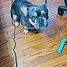 animal, blue_toy, canine, casual, companion, cord, cute, dog, domestic_animal, expression, flooring, french_bulldog, home, indoor, looking_up, pet, playful, slippers, text_overlay, wooden_floor