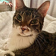Cosmo Girl joined the competition — help win amazing prizes! cat, tabby_cat, pet, feline, closeup, portrait, whiskers, ears, eyes, fur, indoor, bed, blanket, cozy, curious, domestic_cat, home_interior, curtains, basket, soft_texture