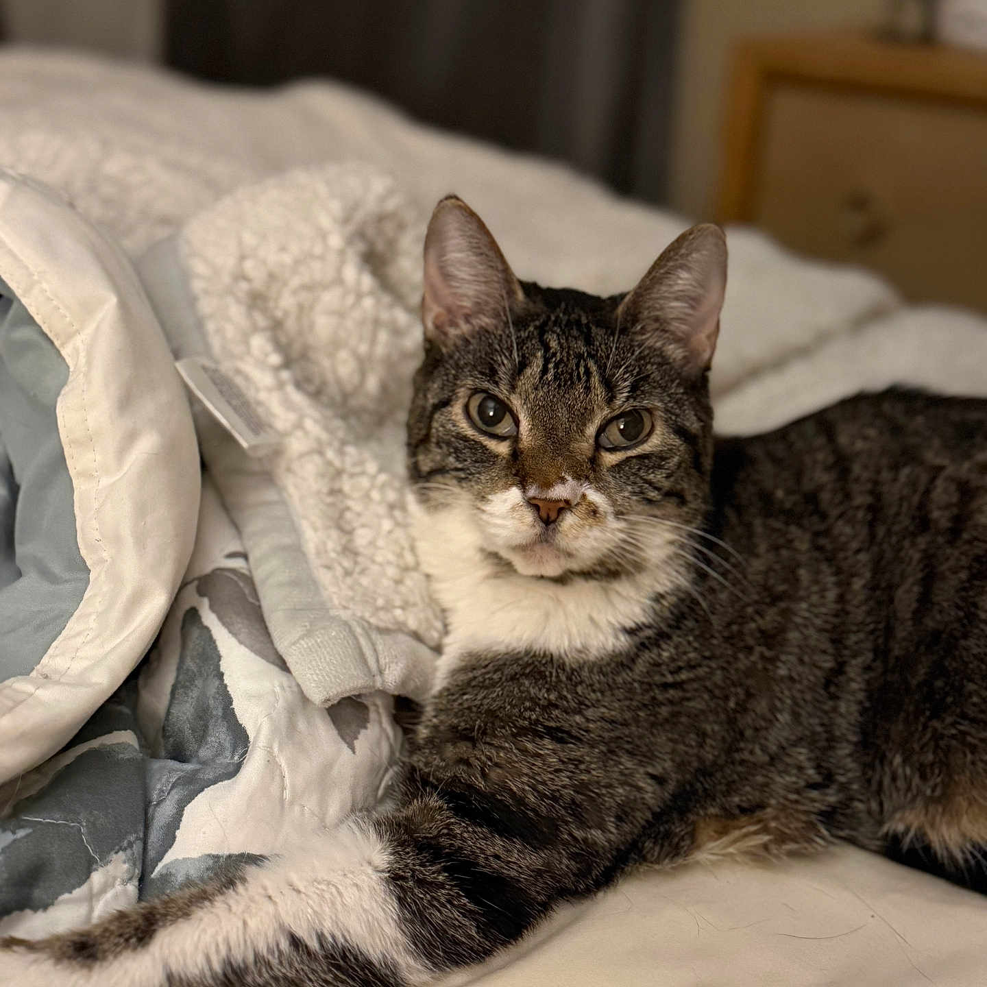 Cosmo Girl joined the competition — help win amazing prizes! bed, bedding, bedroom, blanket, cat, comforter, cozy, curtain, ears, eyes, fur, indoor, nightstand, paw, pet, portrait, relaxed, soft_focus, tabby_cat, whiskers