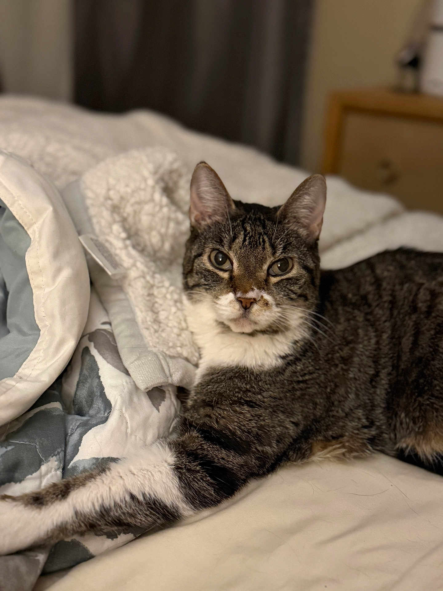 Cosmo Girl joined the competition — help win amazing prizes! cat, tabby_cat, pet, bed, blanket, comforter, bedding, whiskers, fur, paw, ears, eyes, portrait, indoor, bedroom, nightstand, curtain, cozy, relaxed, soft_focus