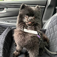 Tokki joined the competition — help win amazing prizes! animal, black_dog, car, car_interior, car_seat, cute, dog, fluffy, harness, leash, looking, pet, pet_safety, pomeranian, quilted_seat_cover, rain, rain_drops, sitting, small_dog, window