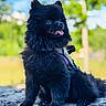 Tokki joined the competition — help win amazing prizes! animal, black_dog, blurred_background, canine, cute, dog, fluffy, fur, greenery, happy, harness, nature, outdoor, pet, pomeranian, portrait, sitting, stone_surface, sunlight, tongue_out