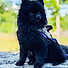 Tokki is registered to the contest to win money with this photo: alert, animal, background_blur, black_dog, canine, closeup, cute, daylight, dog, fluffy, fur, harness, leash, nature, outdoor, pet, pomeranian, portrait, sitting, small_dog