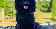 Tokki is registered to the contest to win money with this photo: animal, black_dog, blue_sky, canine, cute, daylight, dog, fluffy, fur, greenery, happy, nature, outdoor, pet, portrait, sitting, stone_surface, sunny, tongue_out, trees