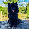 animal, black_dog, blue_sky, canine, cute, daylight, dog, fluffy, fur, greenery, happy, nature, outdoor, pet, portrait, sitting, stone_surface, sunny, tongue_out, trees