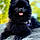 Tokki