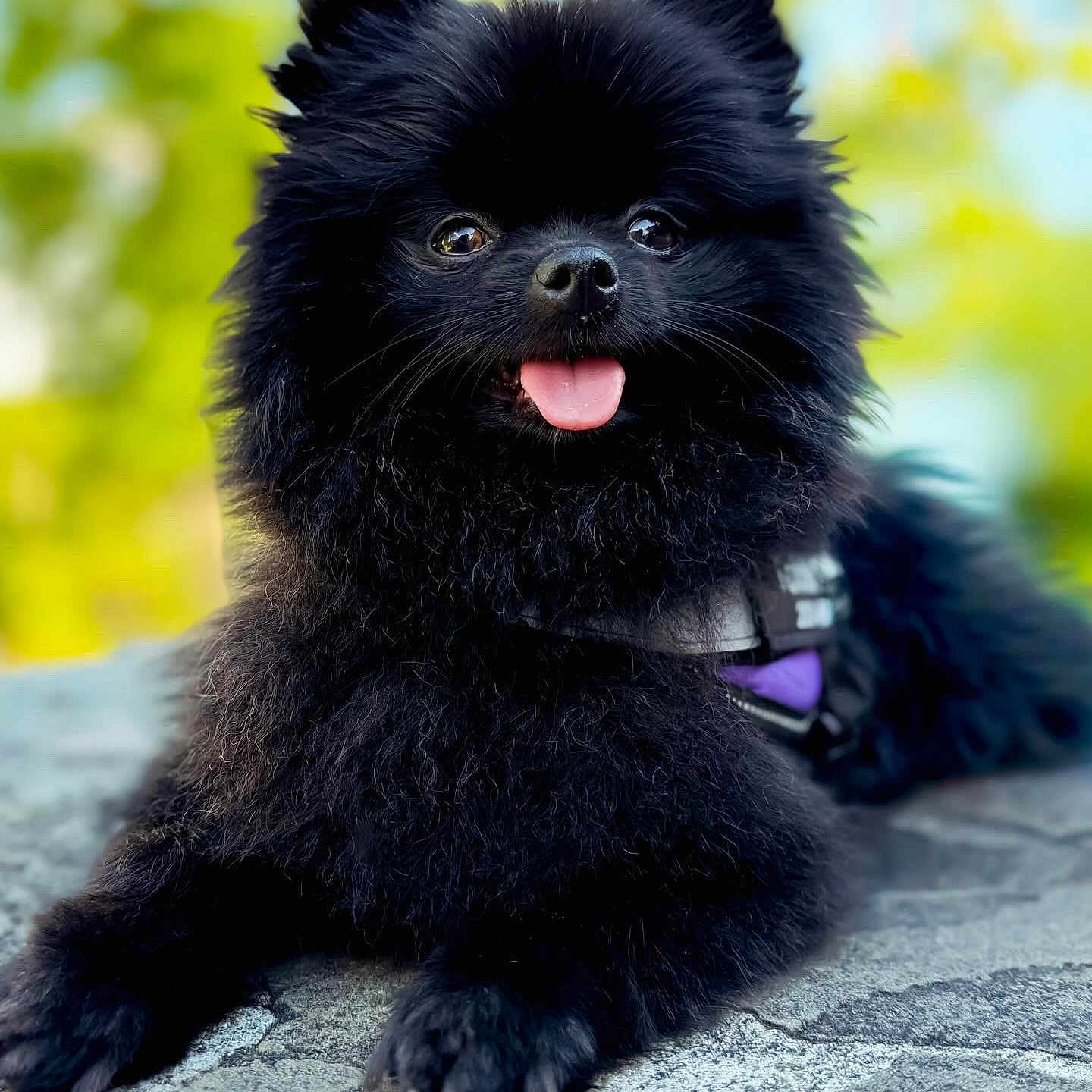 Tokki