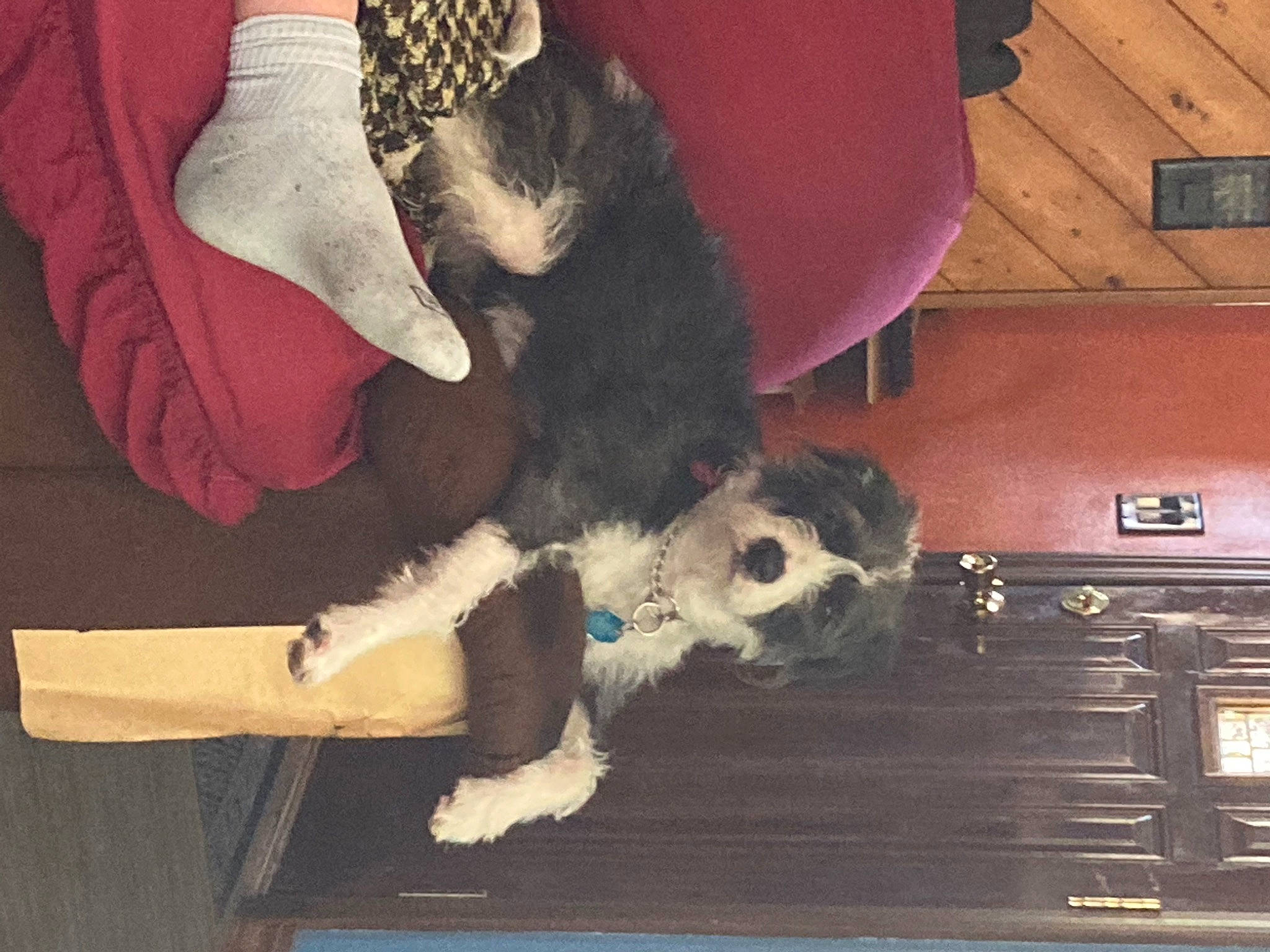 Stella is registered to the contest to win money with this photo: canidae, carnivore, comfort, companion_dog, cooktop, dog, dog_breed, felidae, flooring, fur, hardwood, kitchen_appliance, kitchen_stove, paw, sleeve, small_to_medium_sized_cats, sporting_group, tail, wood, working_animal