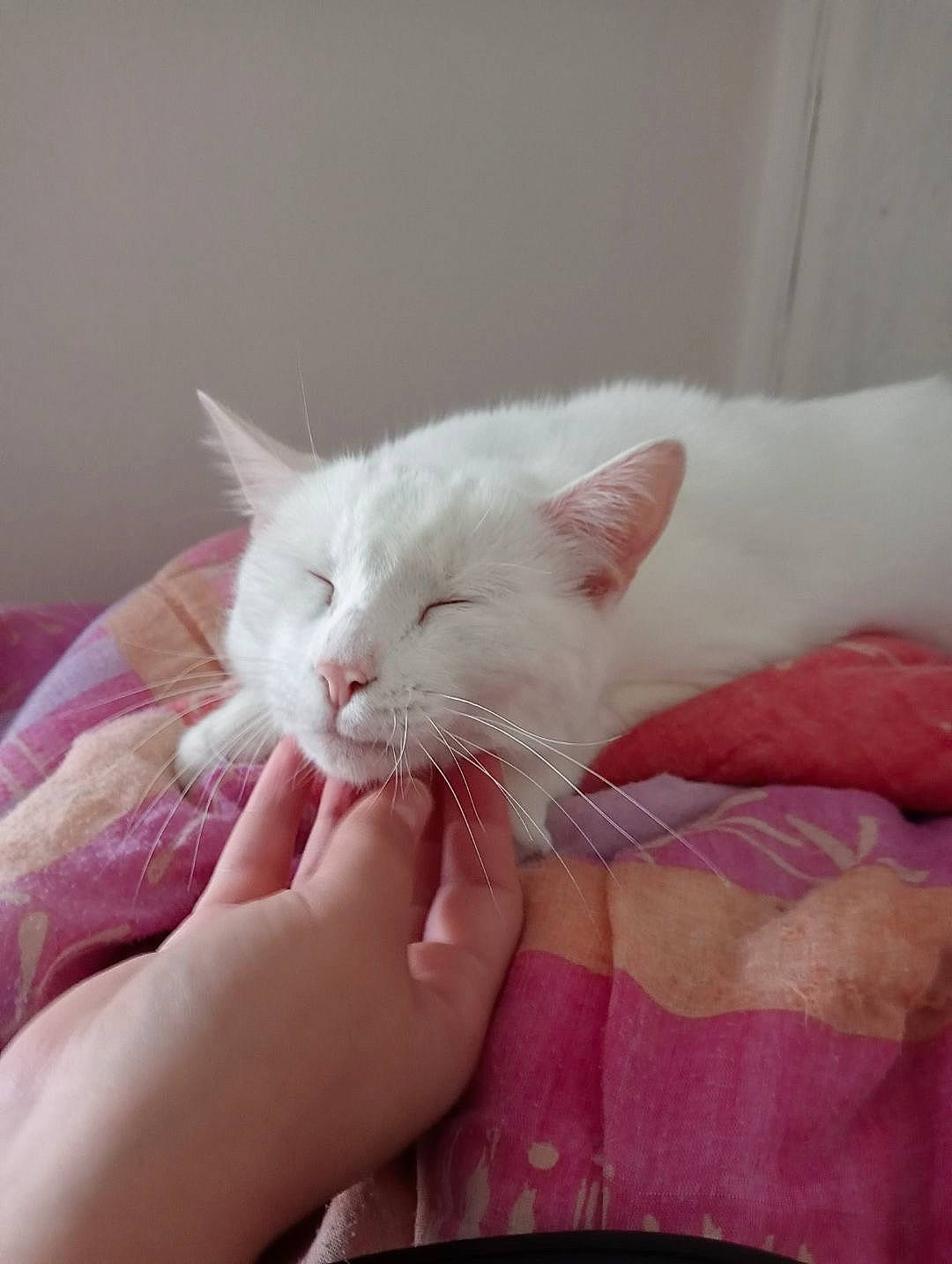 Neige participe au concours pour gagner de l'argent avec cette photo : carnivore, cat, claw, comfort, domestic_short_haired_cat, eye, felidae, foot, fur, gesture, head, human_body, linens, nail, nap, paw, small_to_medium_sized_cats, snout, tail, whiskers