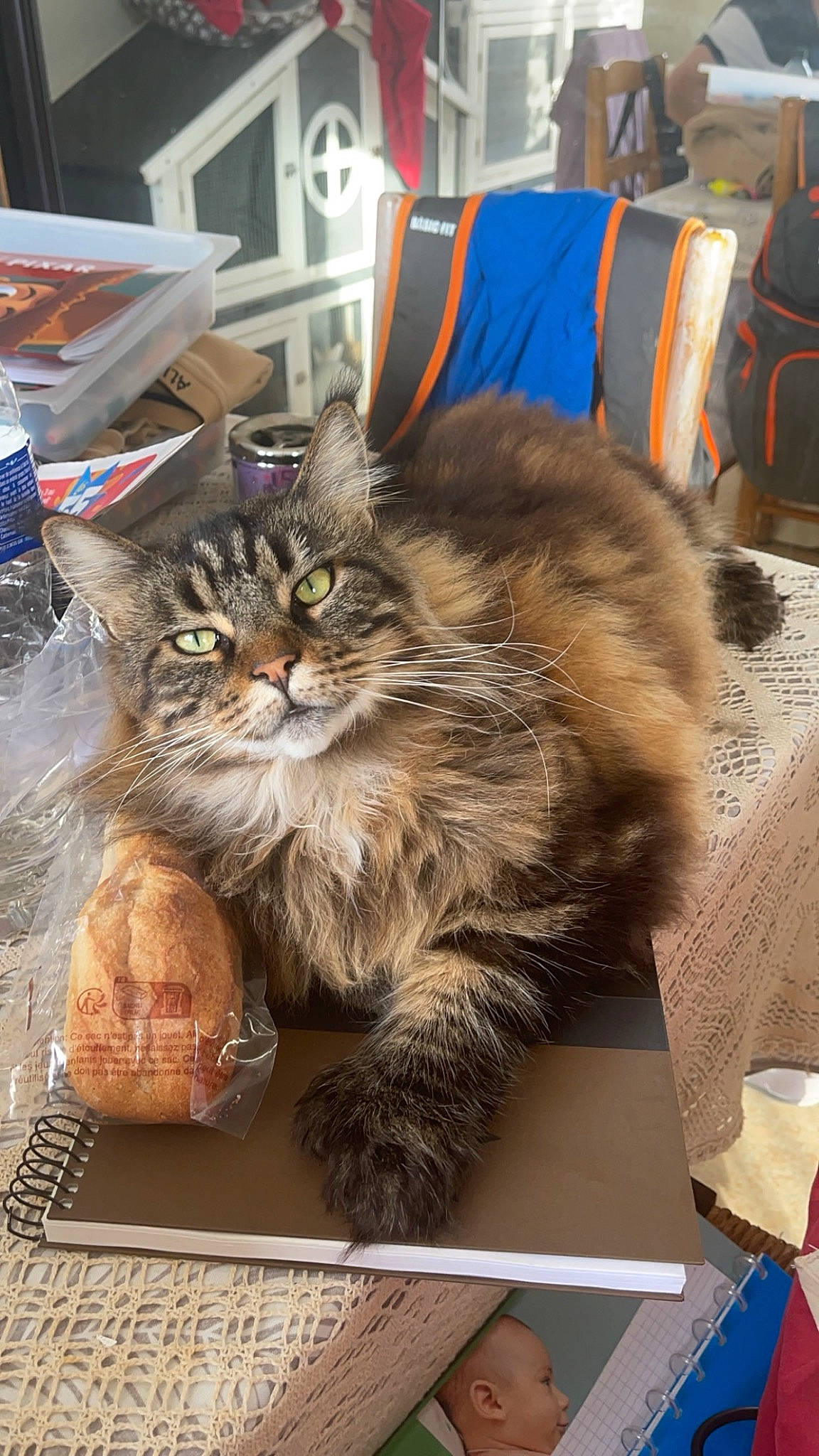 Princesse a rejoint le concours — aidez-le/la à gagner de superbes lots ! box, cardboard, carnivore, cat, domestic_short_haired_cat, felidae, fur, maine_coon, packaging_and_labeling, paw, small_to_medium_sized_cats, table, whiskers