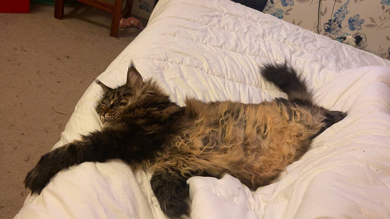 Princesse participe au concours pour gagner de l'argent avec cette photo : bed, bedding, carnivore, cat, claw, comfort, dog_breed, domestic_short_haired_cat, duvet, fawn, felidae, fur, hardwood, linens, liver, nap, room, small_to_medium_sized_cats, tail, whiskers