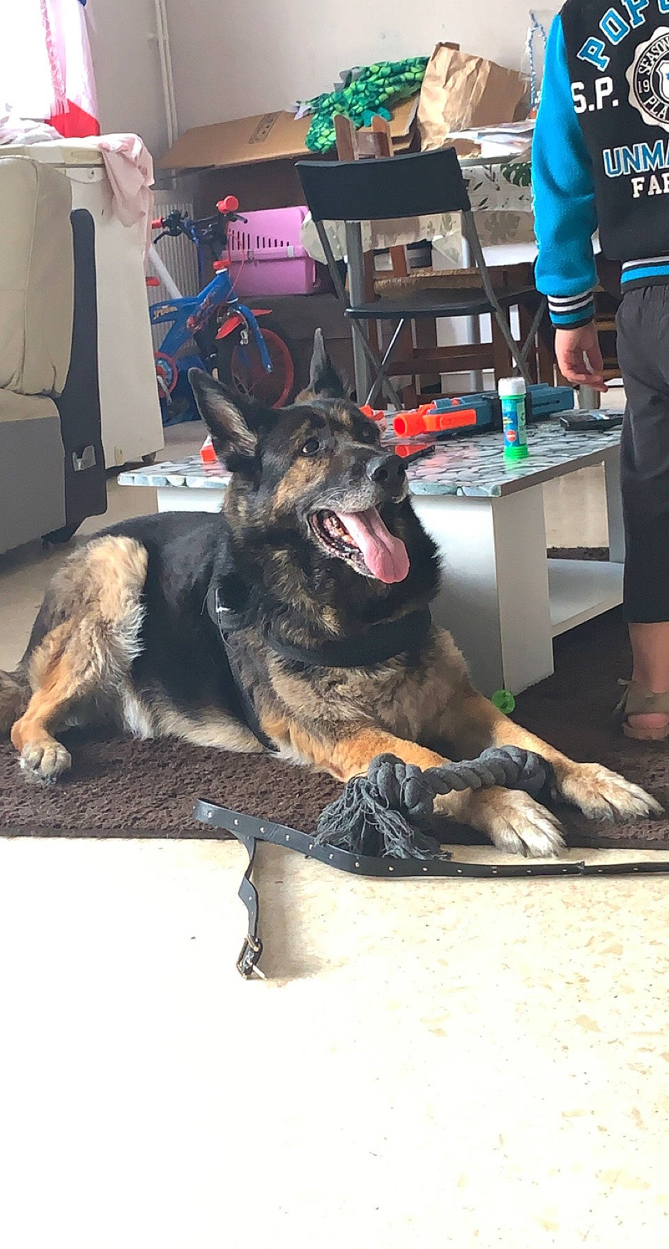 Gold participe au concours pour gagner de l'argent avec cette photo : canidae, carnivore, companion_dog, dog, dog_breed, east_european_shepherd, fur, german_shepherd_dog, herding_dog, king_shepherd, leg, old_german_shepherd_dog, shorts, snout, sporting_group, t_shirt, table, vertebrate, working_animal, working_dog