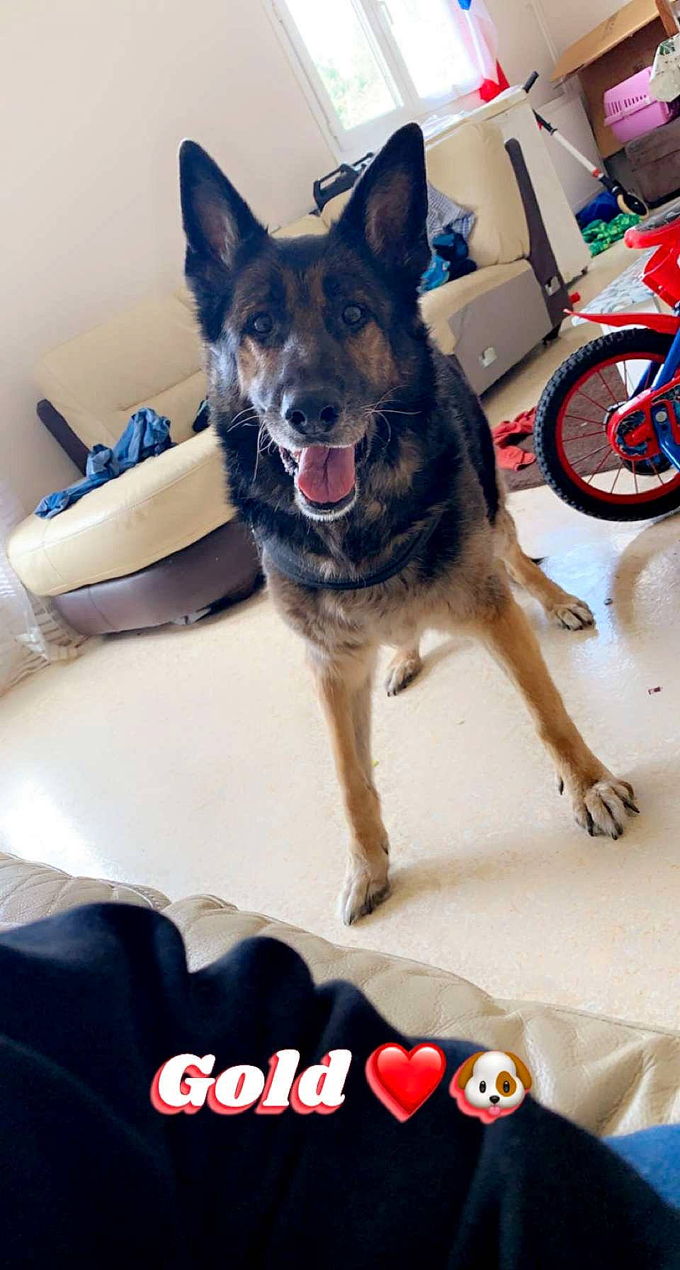 Gold a rejoint le concours — aidez-le/la à gagner de superbes lots ! bicycle, bicycle_tire, bicycle_wheel, bicycles_equipment_and_supplies, carnivore, collar, companion_dog, dog, dog_breed, east_european_shepherd, fawn, fur, german_shepherd_dog, guard_dog, herding_dog, sporting_group, tire, vehicle, wheel, working_animal