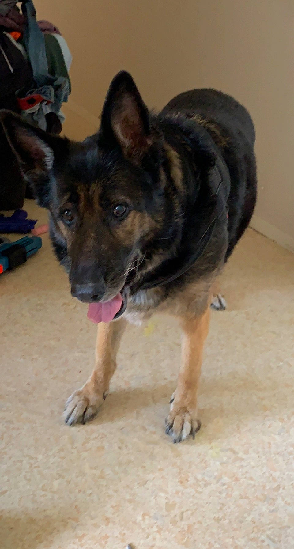 Gold participe au concours pour gagner de l'argent avec cette photo : canidae, carnivore, companion_dog, dog, dog_breed, flooring, foot, german_shepherd_dog, guard_dog, herding_dog, luggage_and_bags, paw, sporting_group, street_dog, terrestrial_animal, working_animal, working_dog