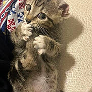 Sheru is registered to the contest to win money with this photo: adorable, animal, blanket, cat, closeup, cozy, curious, cute, fur, indoor, kitten, lying_down, patterned, paw, pet, playful, soft, tabby, whiskers, young