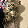 adorable, animal, blanket, cat, closeup, cozy, curious, cute, fur, indoor, kitten, lying_down, patterned, paw, pet, playful, soft, tabby, whiskers, young