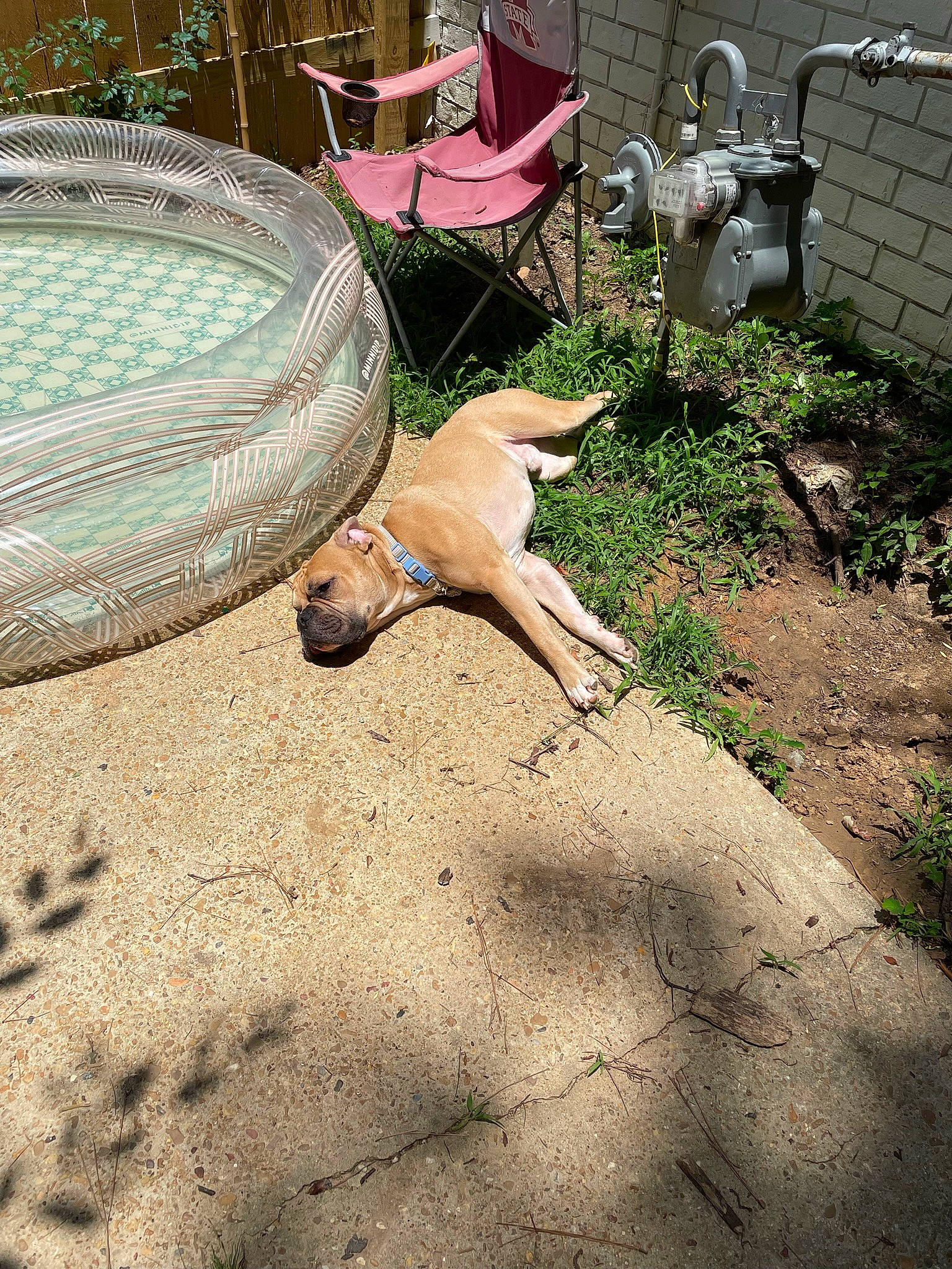 Cash joined the competition — help win amazing prizes! automotive_tire, carnivore, companion_dog, dog, dog_breed, fawn, felidae, flooring, grass, landscape, outdoor_furniture, plant, road_surface, sidewalk, sitting, soil, tail, tints_and_shades, wood, working_animal