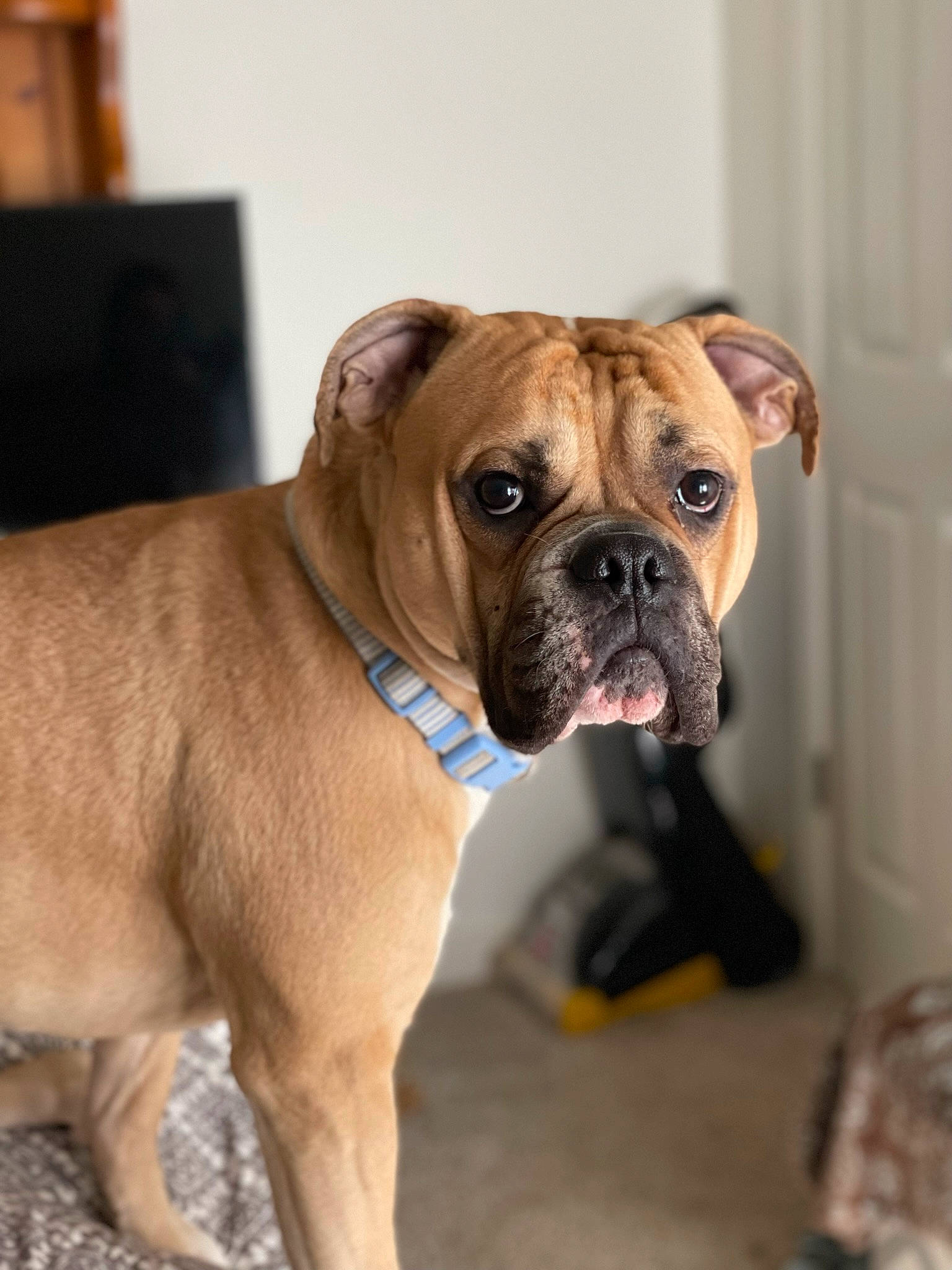 Cash joined the competition — help win amazing prizes! biting, bulldog, canidae, carnivore, collar, companion_dog, dog, dog_breed, dog_collar, dog_supply, fawn, liver, plant, puppy, snout, sporting_group, window, working_animal, working_dog, wrinkle
