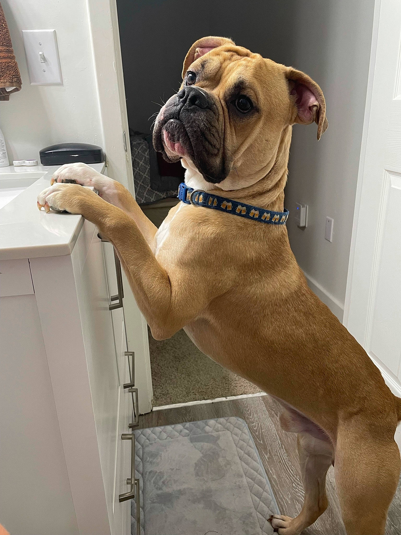 Cash joined the competition — help win amazing prizes! boxer, cabinetry, carnivore, collar, companion_dog, dog, dog_breed, dog_collar, door, elbow, fawn, light_switch, liver, sink, snout, sporting_group, tap, wall_plate, working_animal, wrinkle
