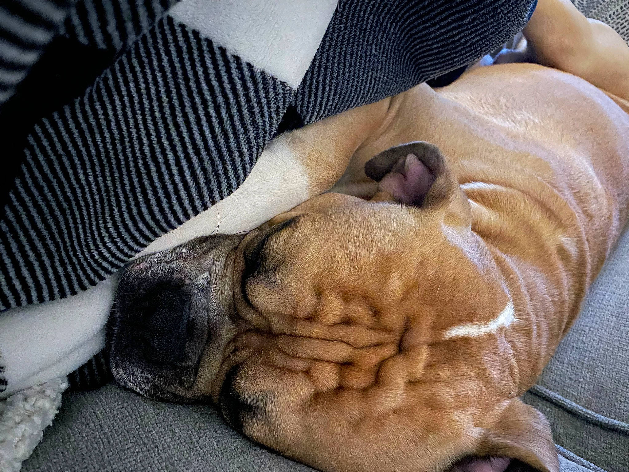 Cash joined the competition — help win amazing prizes! canidae, carnivore, comfort, companion_dog, dog, dog_breed, eye, fawn, finger, foot, fur, gesture, human_leg, nail, snout, sporting_group, thumb, whiskers, wrinkle, wrist