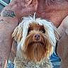 arms, beard, brown_fur, canine, close_up, dog, fluffy, funny_expression, long_hair, looking_at_camera, outdoors, person, pet, portrait, puppy, shaggy, sitting, small_dog, tattoo, white_fur