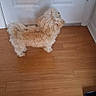Mufasa is registered to the contest to win money with this photo: animal, candid, canine, cream_colored, curly_fur, dog, doorway, fluffy, fur, home, household, indoors, paws, pet, portrait, small_dog, standing, tail, white_door, wooden_floor