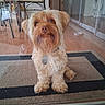 dog, pet, indoor, doormat, glass_door, floor, dining_table, chairs, wooden_table, carpet, fur, collar, tag, beard, scruffy, home, waiting, brown, small_dog, looking
