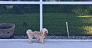 Mufasa joined the competition — help win amazing prizes! backyard, bird_feeder, curly_fur, daylight, dog, fence, flower_pot, fluffy_dog, garden, grass, outdoor, plants, pool_float, poolside, residential, rocks, small_dog, standing, swimming_pool, tree