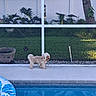 backyard, bird_feeder, curly_fur, daylight, dog, fence, flower_pot, fluffy_dog, garden, grass, outdoor, plants, pool_float, poolside, residential, rocks, small_dog, standing, swimming_pool, tree