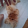 adorable, animal, bath_mat, belly_up, closeup, curly_fur, dog, fluffy, hand, home, human_foot, indoor, lying_down, pet, playful, puppy, small_dog, tan, toes, wood_floor