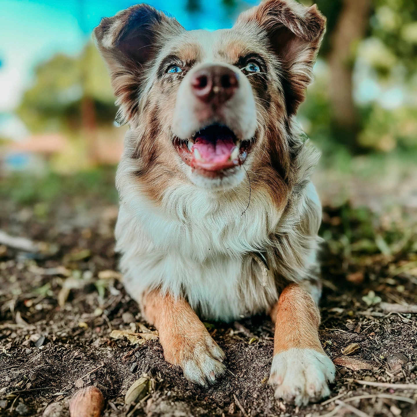 Dallas joined the competition — help win amazing prizes! animal, bodypart, canine, cockerspaniel, dog, face, grass, head, mouth, nature, outdoors, person, pet, photography, plant, portrait, puppy, rock, soil, teeth