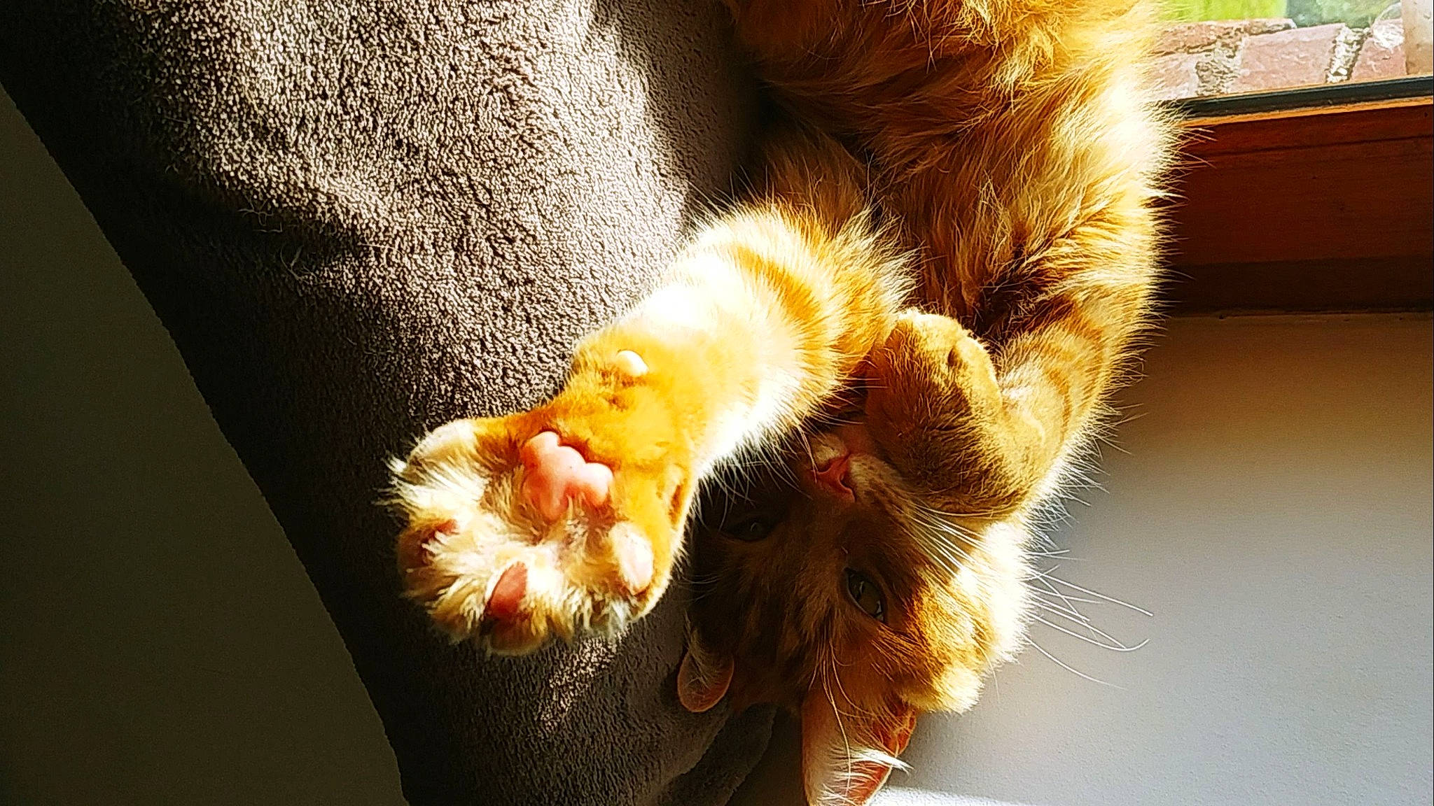 Oliver participe au concours pour gagner de l'argent avec cette photo : claw, eye, fawn, felidae, flower, flowering_plant, fur, human_leg, macro_photography, nail, paw, petal, plant, pollen, small_to_medium_sized_cats, snout, tail, tree, twig, whiskers