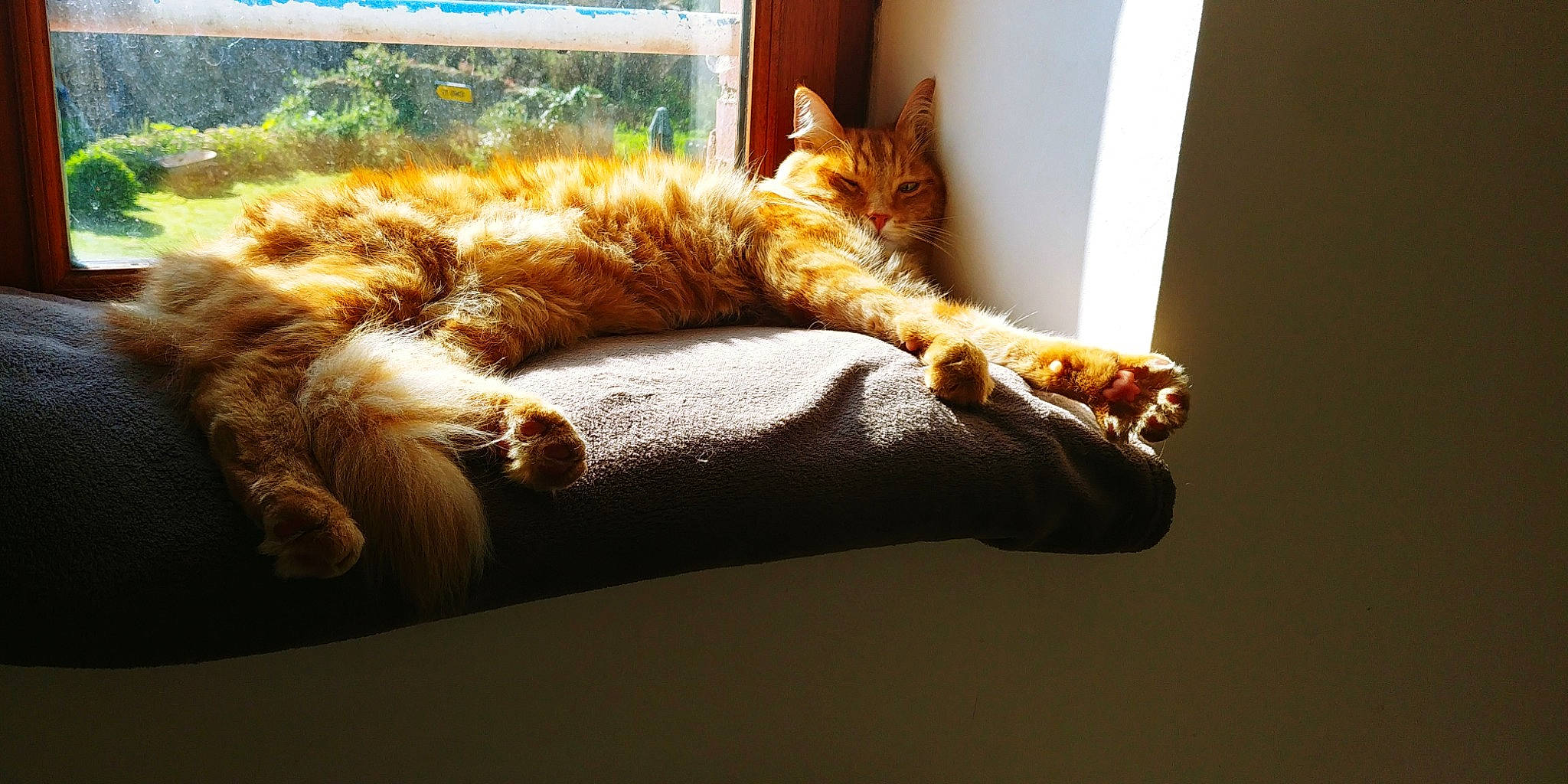 Oliver a rejoint le concours — aidez-le/la à gagner de superbes lots ! bed, carnivore, cat, chair, comfort, couch, eye, fawn, felidae, foot, fur, human_body, paw, small_to_medium_sized_cats, snout, tail, tree, whiskers, window, wood