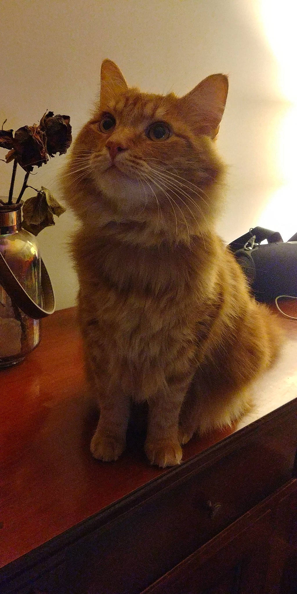 Oliver a rejoint le concours — aidez-le/la à gagner de superbes lots ! box, cardboard, carnivore, cat, claw, domestic_short_haired_cat, fawn, felidae, flooring, fur, paw, sitting, small_to_medium_sized_cats, snout, tail, whiskers, window, wood