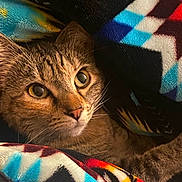 Jinx is registered to the contest to win money with this photo: cat, tabby, animal, pet, feline, blanket, patterned_blanket, paw, curious, eyes, indoor, cozy, fur, whiskers, closeup, cute, resting, warm, snuggled, alert