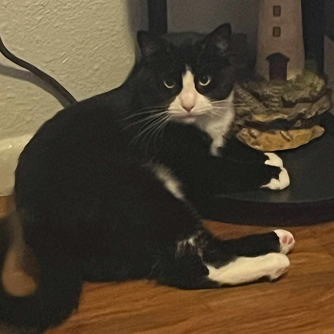 Ping Pong is registered to the contest to win money with this photo: abyssinian, animal, blackcat, cat, computerhardware, couch, diningtable, egyptiancat, electronics, furniture, hardware, hardwood, indoors, kitten, manx, mouse, pet, plywood, table, wood