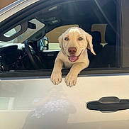 Lincoln joined the competition — help win amazing prizes! puppy, dog, car, window, sunlight, reflection, happy, pet, animal, smiling, vehicle, interior, door, leisure, outdoor, young_dog, canine, mammal, friendly, tongue_out