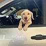 puppy, dog, car, window, sunlight, reflection, happy, pet, animal, smiling, vehicle, interior, door, leisure, outdoor, young_dog, canine, mammal, friendly, tongue_out