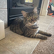 Bella joined the competition — help win amazing prizes! cat, tabby, indoor, floor, carpet, tile, fireplace, pet, animal, feline, whiskers, ears, green_eyes, relaxed, plush_toys, home, cozy, curious, fur, laying