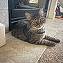 cat, tabby, indoor, floor, carpet, tile, fireplace, pet, animal, feline, whiskers, ears, green_eyes, relaxed, plush_toys, home, cozy, curious, fur, laying