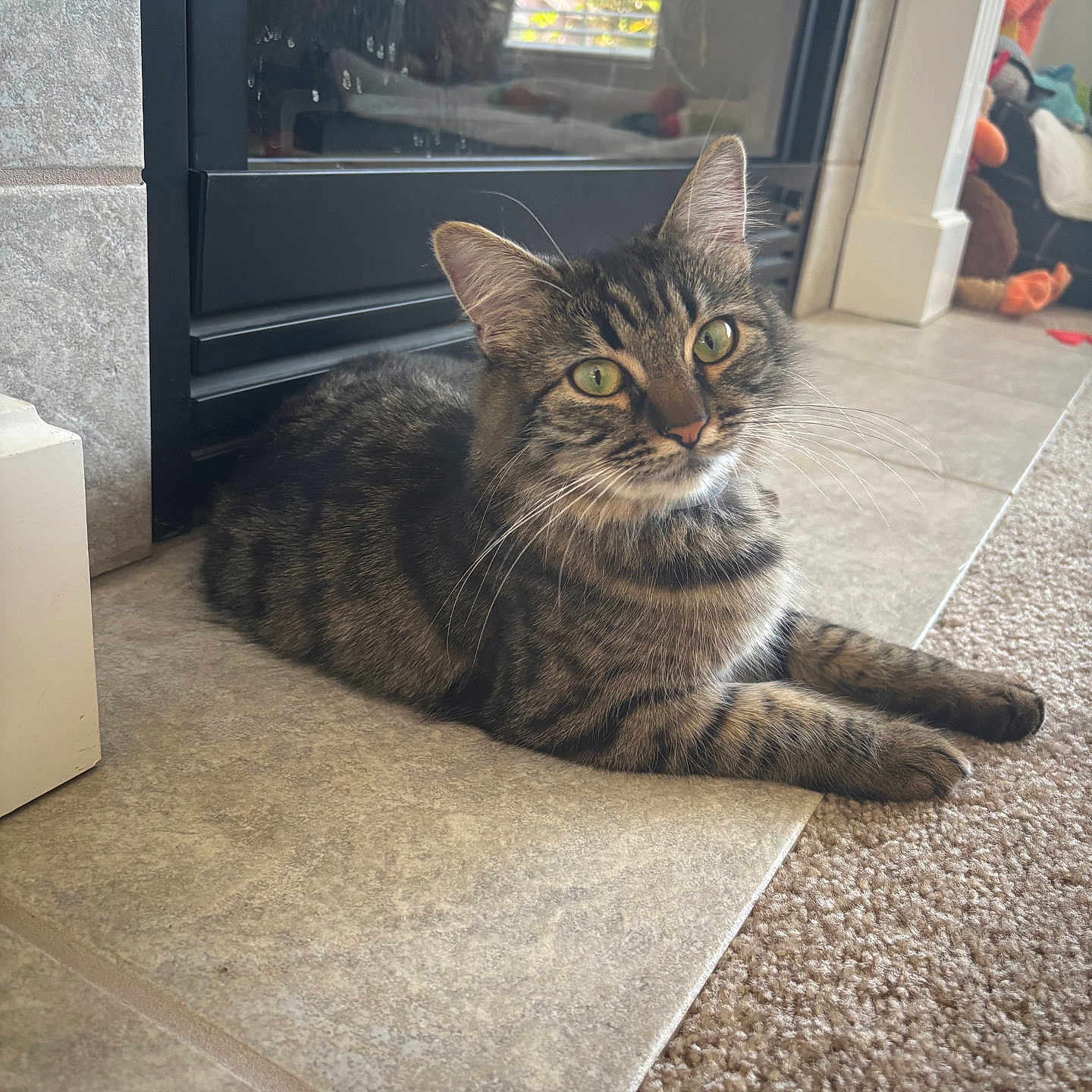 Bella joined the competition — help win amazing prizes! animal, carpet, cat, cozy, curious, ears, feline, fireplace, floor, fur, green_eyes, home, indoor, laying, pet, plush_toys, relaxed, tabby, tile, whiskers