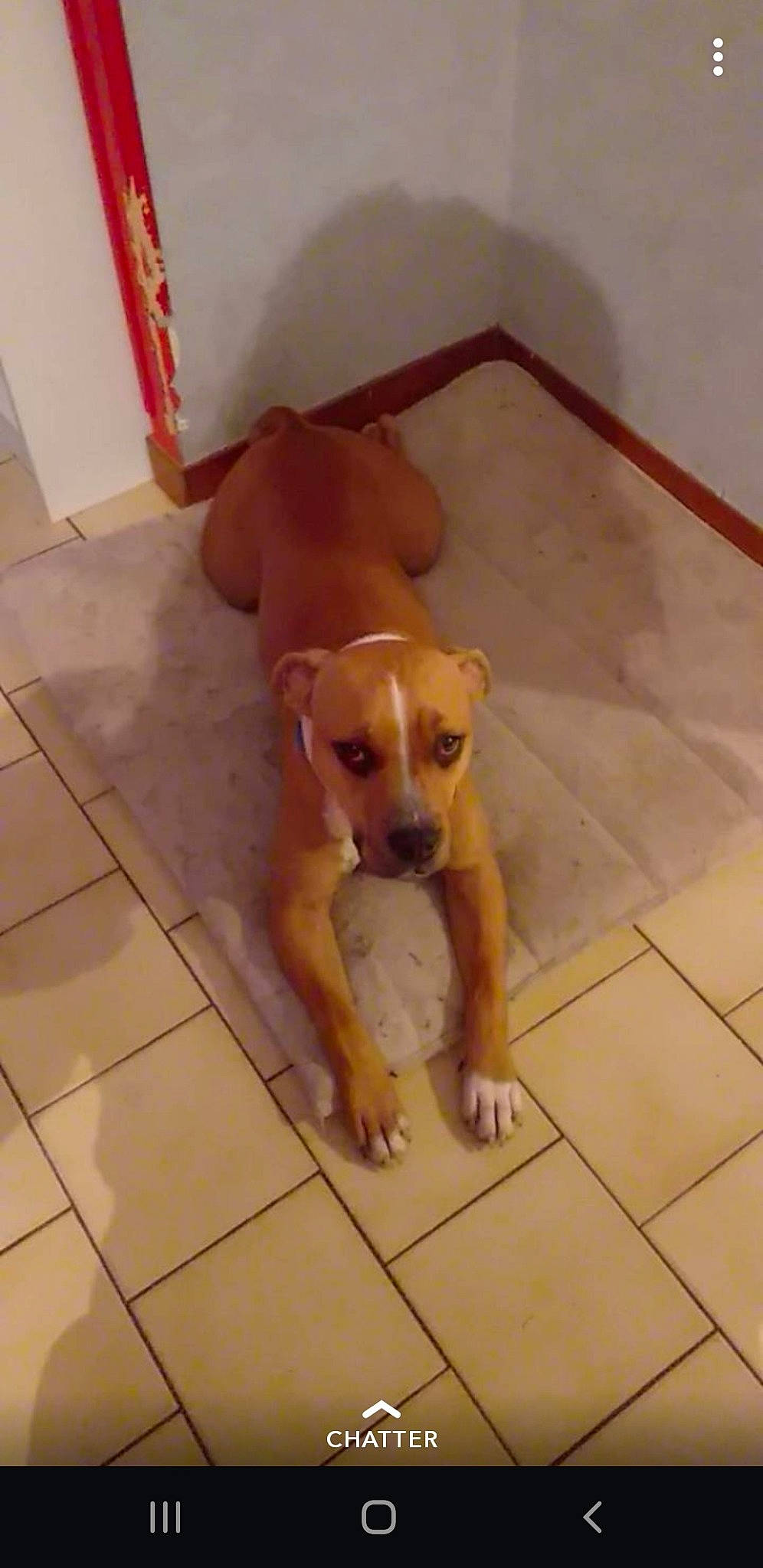 Owen participe au concours pour gagner de l'argent avec cette photo : american_bulldog, american_pit_bull_terrier, american_staffordshire_terrier, boxer, bulldog, canidae, carnivore, dog, dog_breed, fawn, mammal, non_sporting_group, pit_bull, puppy, snout, vertebrate