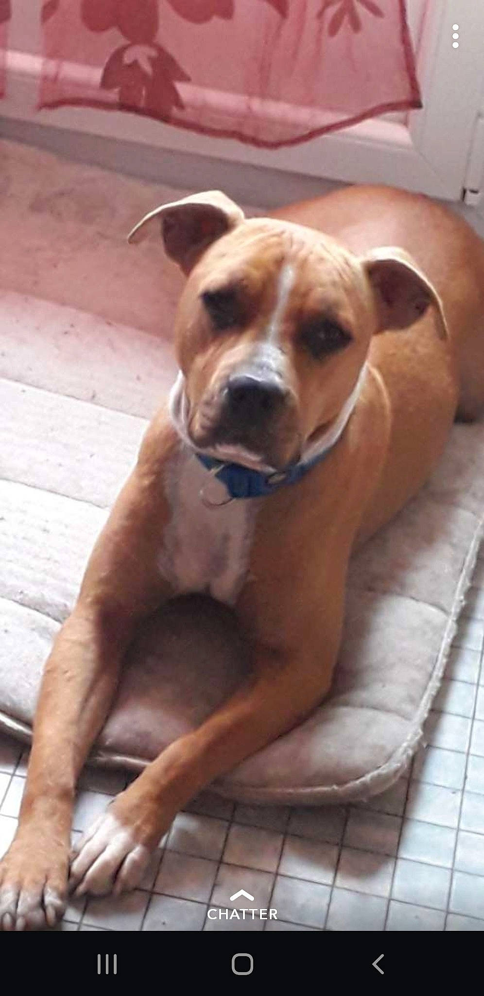 Owen participe au concours pour gagner de l'argent avec cette photo : american_pit_bull_terrier, american_staffordshire_terrier, ancient_dog_breeds, bulldog, bully_kutta, canidae, carnivore, dog, dog_breed, fawn, mammal, non_sporting_group, perro_de_presa_mallorquin, pit_bull, rare_breed_dog, snout, sporting_group, staffordshire_bull_terrier, vertebrate